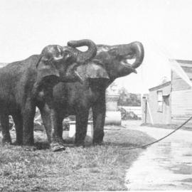 Moore Park Zoological Gardens