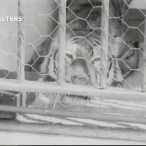 Moore Park Zoological Gardens (1912) Part 2