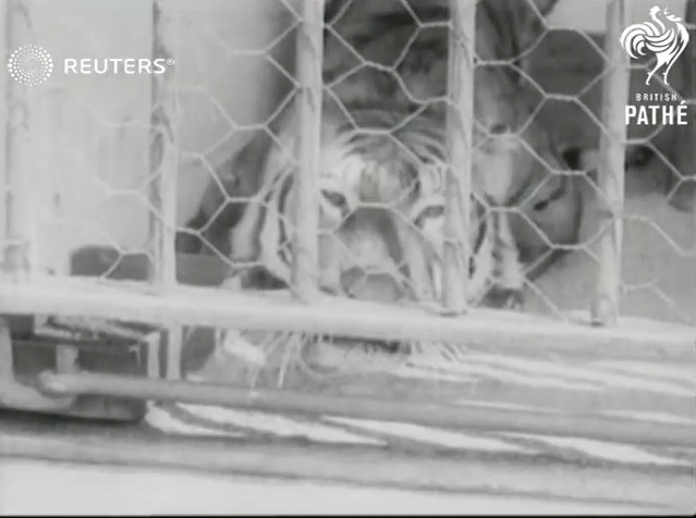 Moore Park Zoological Gardens (1912) Part 2